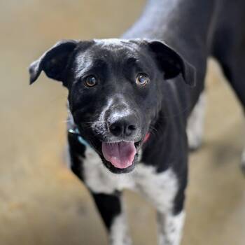 Blair -  Border Collie Dog for Adoption in Defuniak Springs, Florida - Blair | PetCurious