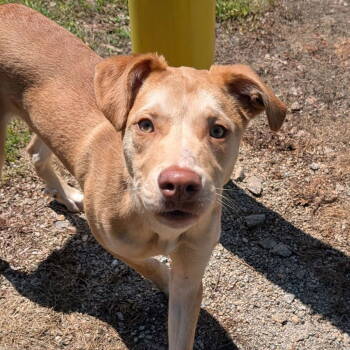 Rescue Mixed Breed Dogs for Adoption in Shelburne, Vermont - Tonk | PetCurious
