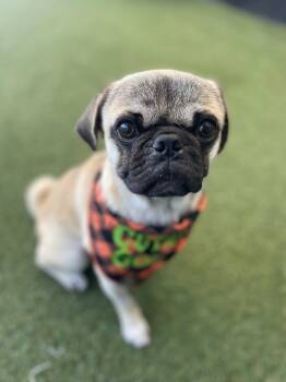 Rescue Pug Dogs for Adoption in Gardena, California - Orion | PetCurious