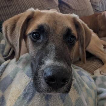 Cheddar -  Shepherd Dog for Adoption in Brockport, New York - Cheddar | PetCurious