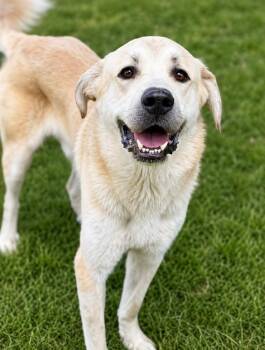 Buck -  Anatolian Shepherd and Great Pyrenees Dog for Adoption in Colorado Springs, Colorado - Buck | PetCurious