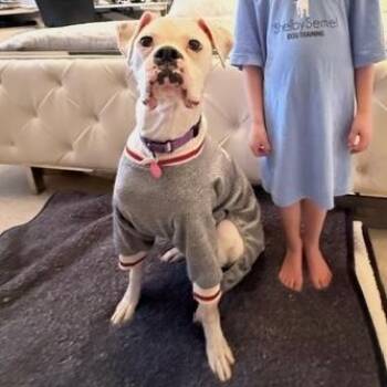 Boxer Dogs Available for Adoption - Opie | PetCurious