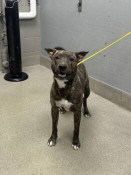 EUGENE -  Pit Bull Terrier Dog for Adoption in Las Vegas, Nevada - EUGENE | PetCurious
