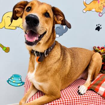 Pancake -  Great Pyrenees and Doberman Pinscher Dog for Adoption in Lebanon, Missouri - Pancake | PetCurious