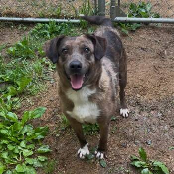 Spike -  Mountain Cur and Feist Dog Available for Adoption in Fairmont, West Virginia - Spike | PetCurious