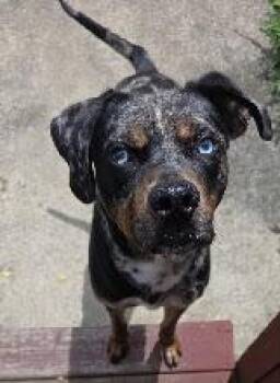 Neal the Seal -  Catahoula Leopard Dog and Mixed Breed Dog for Adoption in Hobart, Indiana - Neal The Seal | PetCurious