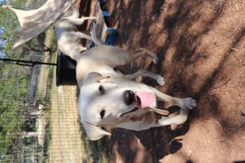 Rescue Labrador Retriever Dogs for Adoption in Leakey, Texas - Donner | PetCurious