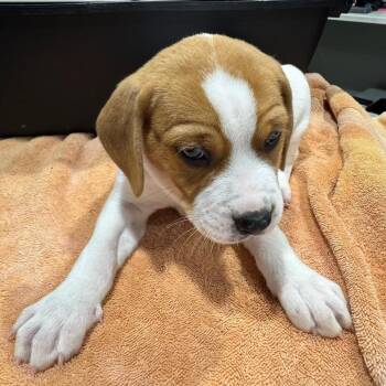 Mixed Breed Dogs Available for Adoption - Peeves | PetCurious