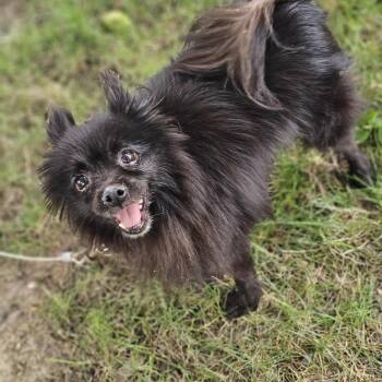 Foxy -  Pomeranian Dog for Adoption in Shiloh, Illinois - Foxy | PetCurious