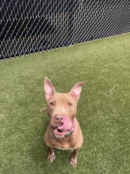 Honey -  Mixed Breed Dog for Adoption in Lafayette, Indiana - Honey | PetCurious
