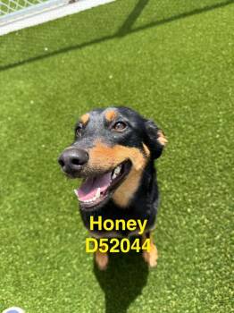 Honey -  Mixed Breed Dog for Adoption in Clarksville, Tennessee - Honey | PetCurious