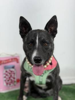 Charlotte-One of our Amazing Rescue Dogs -  Dutch Shepherd and Australian Cattle Dog Blue Heeler Dog for Adoption in Carlsbad, California - Charlotte-One Of Our Amazing Rescue Dogs | PetCurious