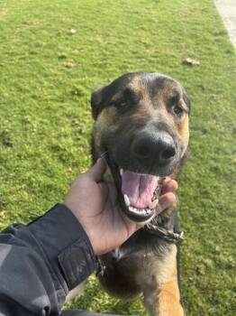 German Shepherd Dog Dogs Available for Adoption in Riverside, California - ROYCE | PetCurious