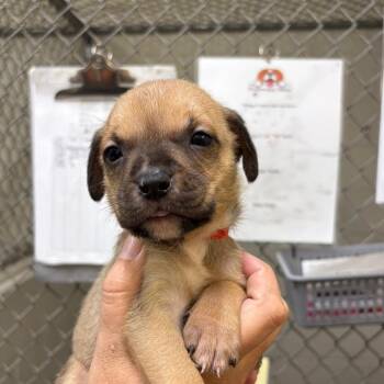 Puppy 4 -  Mixed Breed Dog for Adoption in Milton, Florida - Puppy 4 | PetCurious