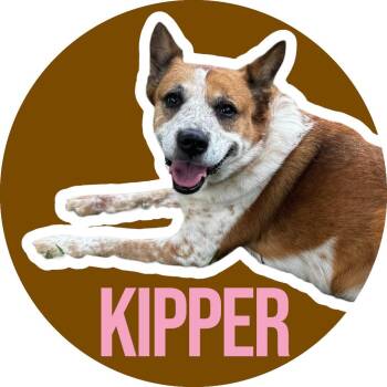 Kipper -  Australian Cattle Dog Blue Heeler Dog for Adoption in Fort Worth, Texas - Kipper | PetCurious