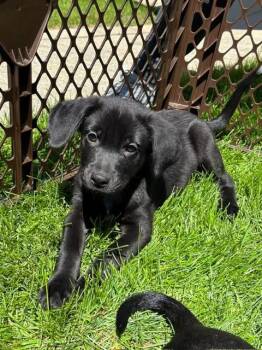 Labrador Retriever Dogs Available for Adoption in Orland Park, Illinois - Marlon Jackson  | PetCurious