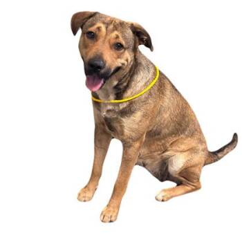 Elen -  German Shepherd Dog Dog for Adoption in Red Bluff, California - Elen | PetCurious