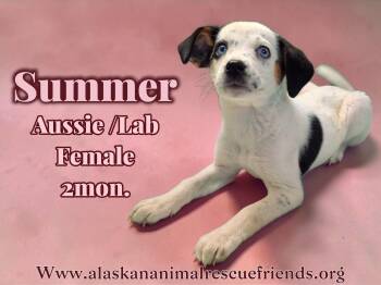 Australian Shepherd and Labrador Retriever Dogs Available for Adoption - Summer | PetCurious
