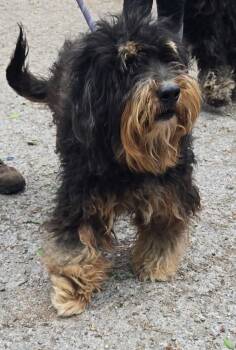 Rescue Affenpinscher and Mixed Breed Dogs for Adoption in Saint Clairsville, Ohio - Prince | PetCurious