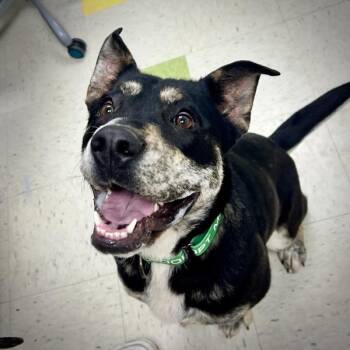 Pit Bull Terrier and Australian Cattle Dog Blue Heeler Dogs Available for Adoption in Sioux City, Iowa - Luna | PetCurious
