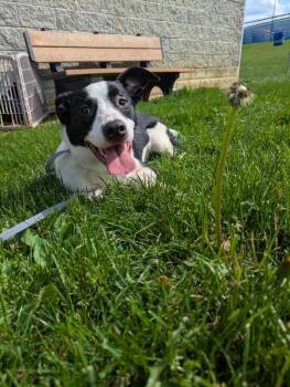 Mixed Breed Dogs Available for Adoption in Lancaster, Ohio - Doodad | PetCurious