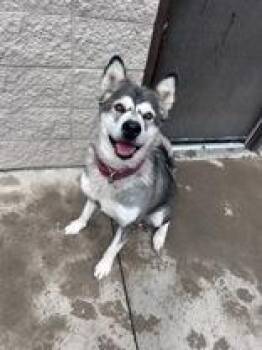 Trigger -  Husky Dog for Adoption in Steamboat Springs, Colorado - Trigger | PetCurious