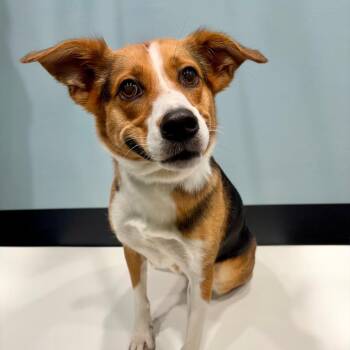 Willow -  Mixed Breed Dog for Adoption in Portland, Oregon - Willow | PetCurious