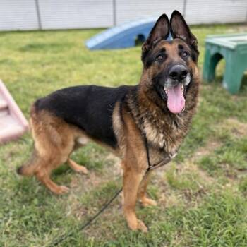 German Shepherd Dog Dogs Available for Adoption in Modesto, California - DOC HUDSON | PetCurious