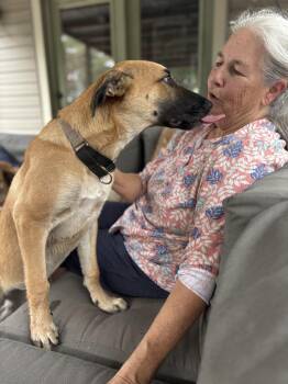Molly -  German Shepherd Dog and Black Mouth Cur Dog for Adoption - Molly | PetCurious