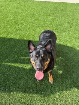 German Shepherd Dog and Labrador Retriever Dogs Available for Adoption - Frida | PetCurious