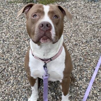 Mixed Breed Dogs Available for Adoption in West Olive, Michigan - Bullrider | PetCurious