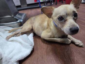 Rolo -  Chihuahua Dog for Adoption in Melbourne Beach, Florida - Rolo | PetCurious