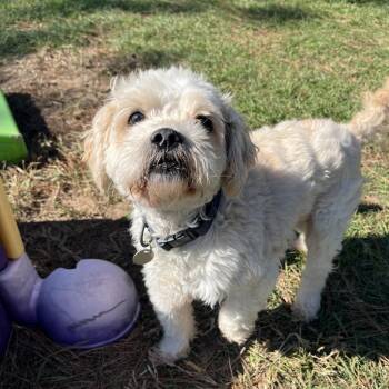 Rescue Maltese and Mixed Breed Dogs for Adoption in Houston, Texas - Bender | PetCurious