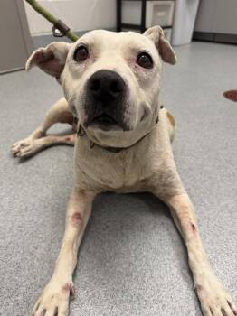 SASSY -  Pit Bull Terrier Dog for Adoption in Indianapolis, Indiana - SASSY | PetCurious