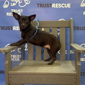 PONDLEY -  Chihuahua and Terrier Dog for Adoption in Waterford, New Jersey - PONDLEY | PetCurious