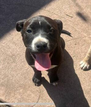 Mixed Breed Dogs Available for Adoption in Oakland, California - Flor | PetCurious