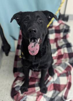 King -  Labrador Retriever Dog for Adoption in Salt Lake City, Utah - King | PetCurious