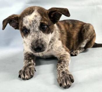 Arthur -  Australian Cattle Dog Blue Heeler and Mixed Breed Dog for Adoption in Morton Grove, Illinois - Arthur | PetCurious