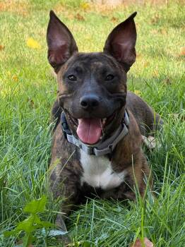 Scarlet -  Pit Bull Terrier and Mixed Breed Dog for Adoption in Austin, Texas - Scarlet | PetCurious