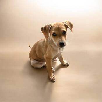 PumpkinPie TF1 -  Mixed Breed Dog for Adoption in Isabela, Isabela - PumpkinPie TF1 | PetCurious
