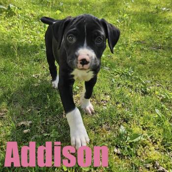 Hound and Mixed Breed Dogs Available for Adoption in Ellicott City, Maryland - Addison | PetCurious