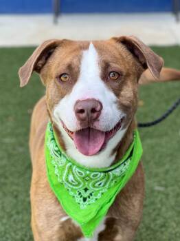 Labrador Retriever and American Staffordshire Terrier Dogs Available for Adoption in Hartsville, South Carolina - Chase | PetCurious