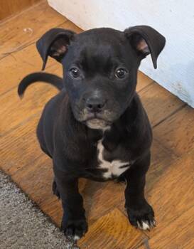 Paco -  American Staffordshire Terrier and American Bully Dog for Adoption in Watertown, Connecticut - Paco | PetCurious