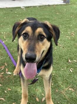 Dewey - 1 -  Labrador Retriever and German Shepherd Dog Dog for Adoption in Daytona Beach, Florida - Dewey - 1 | PetCurious