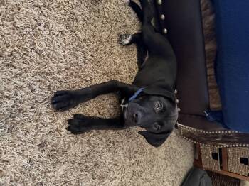 Marsh -  Labrador Retriever Dog for Adoption in Fruit Heights, Utah - Marsh | PetCurious