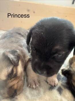 Princess -  Spaniel Dog for Adoption - Princess | PetCurious