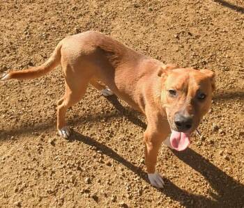 Rescue Redbone Coonhound Dogs for Adoption in Plano, Texas - Jason A213282 | PetCurious
