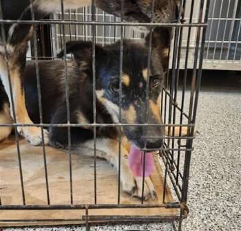 Rescue German Shepherd Dog and Mixed Breed Dogs for Adoption in Houston, Texas - MAI | PetCurious