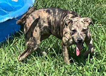 Erin LaCount -  American Staffordshire Terrier and Black Labrador Retriever Dog for Adoption in Calera, Alabama - Erin LaCount | PetCurious