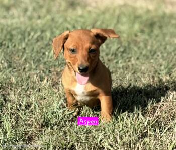 Aspen -  Dachshund Dog for Adoption in Norfolk, Massachusetts - Aspen | PetCurious
